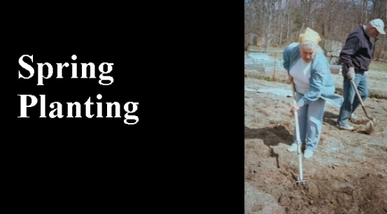 planting