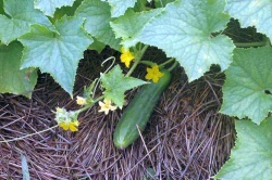 squash