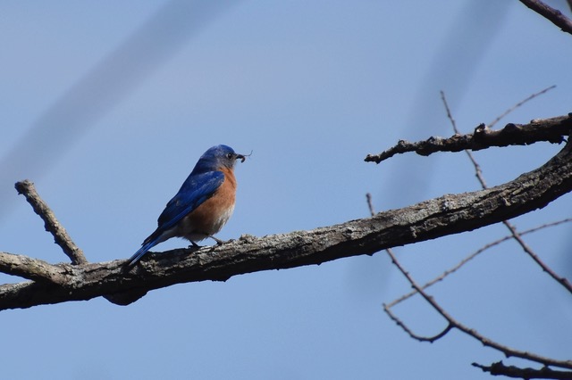 Where Have All The Bluebirds Gone?