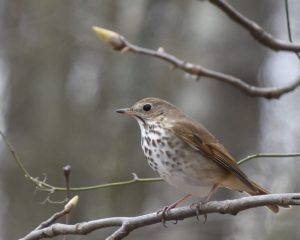 Hermit Thrush