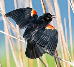Red-Winged Blackbird Photo by Joe Costanza