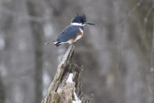 Belted Kingfisher