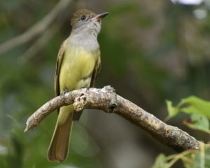 Great-crested Flycatcher