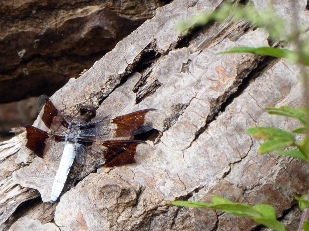 dragonfly @ Palmyra Cove