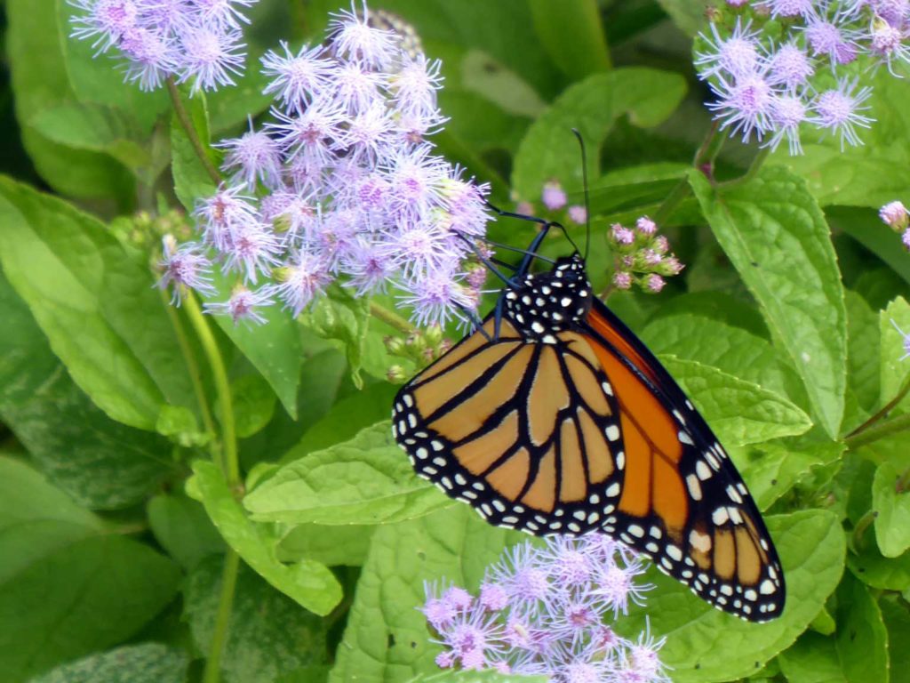 Monarch Butterfly @ Palmyra Cove