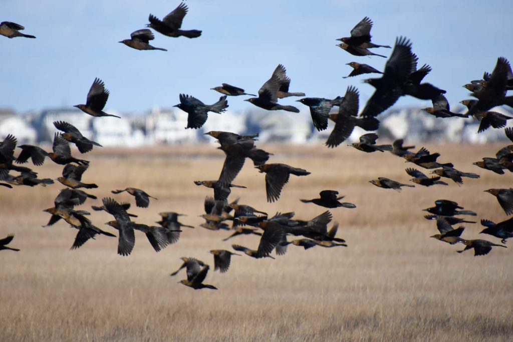 Boat-tailed Grackles in flight