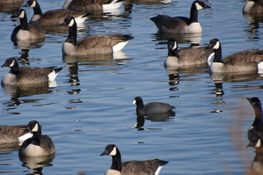 Canada Geese and American Coot