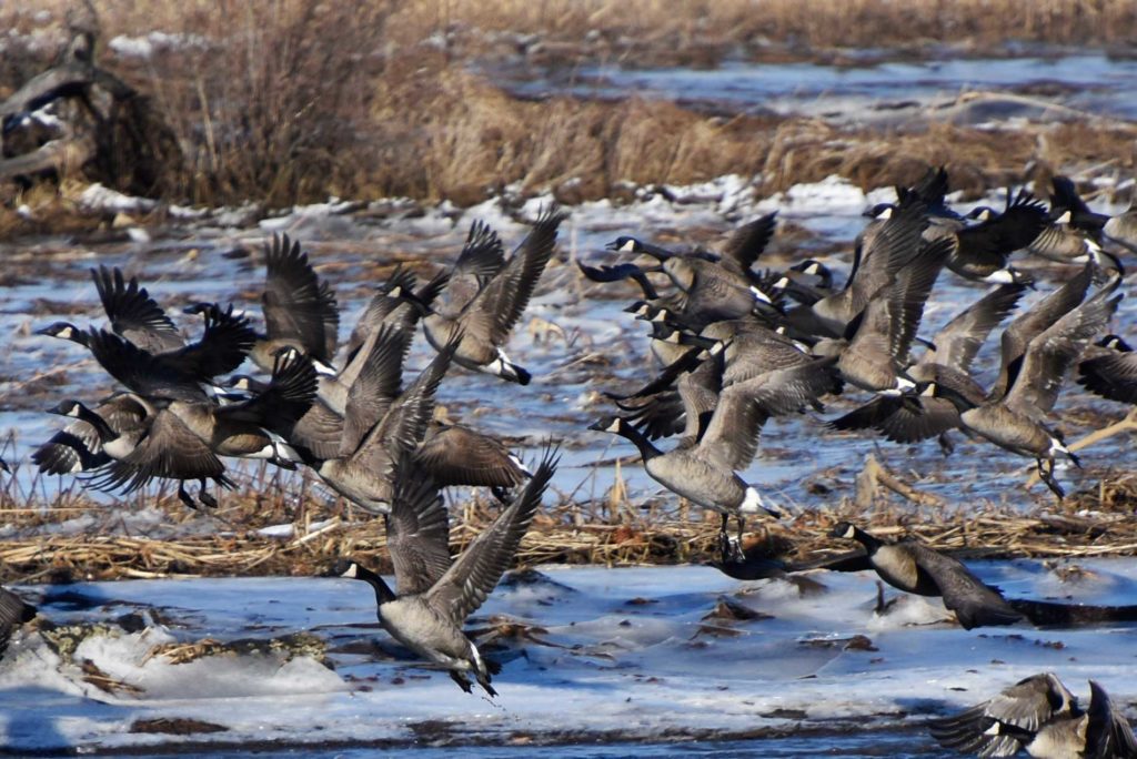 Canada Geese in flight over the Rancocas Creek
