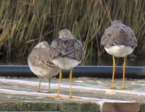 Shorebirds at Barnegat Inlet