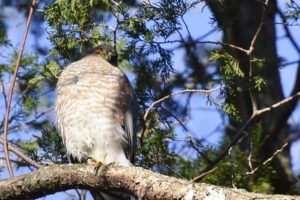 Cooper's Hawk