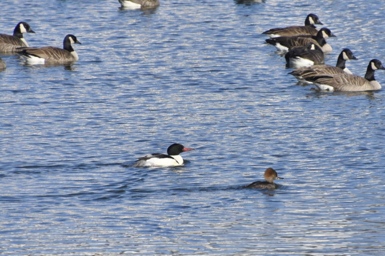Common and Hooded Mergansers