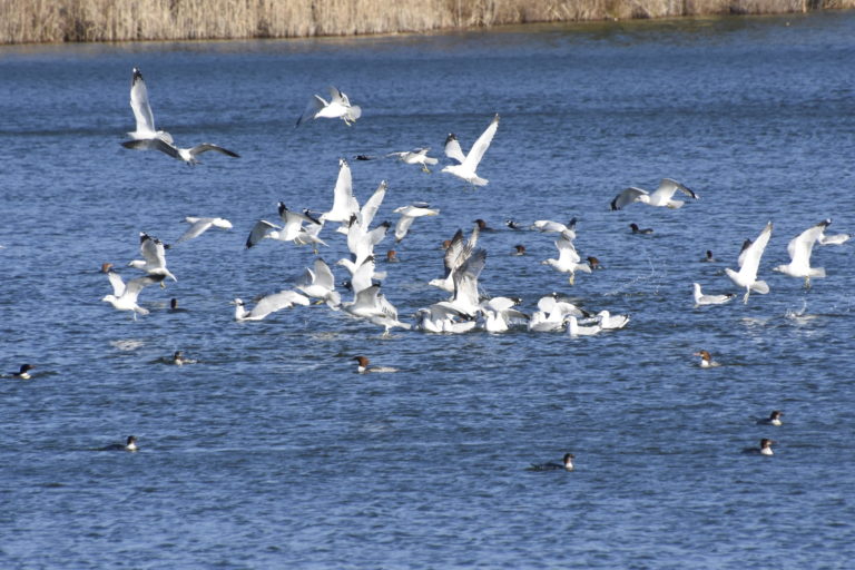 Ring-billed Gulls and Common Mergansers