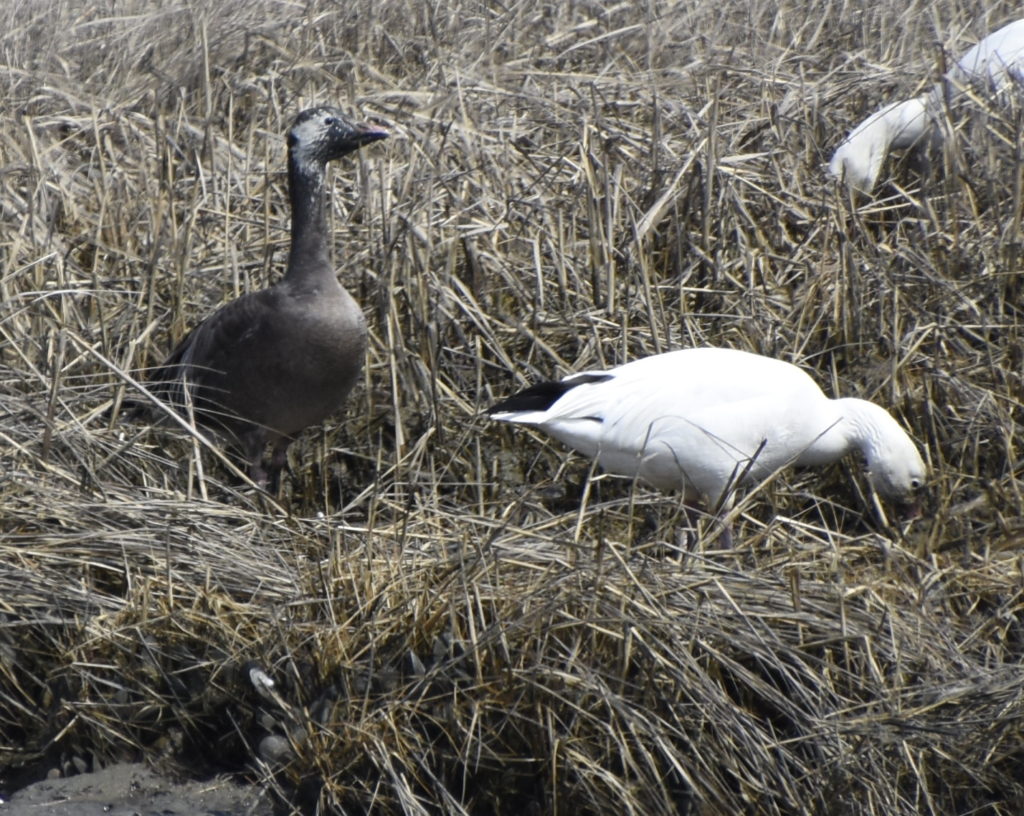 Blue and Snow Geese