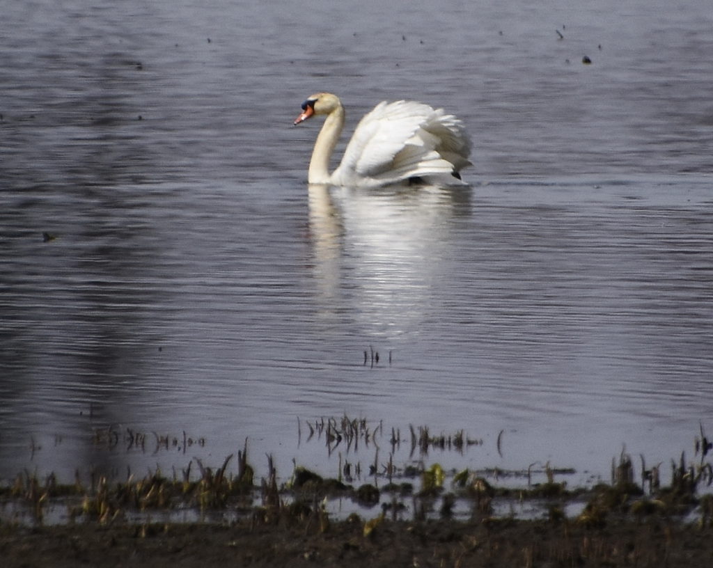 Mute Swan, Mannington