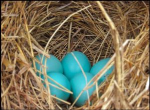 Bluebird nest