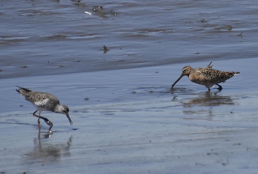 Greater Yellowlegs and Short-billed Dowitcher (RK)
