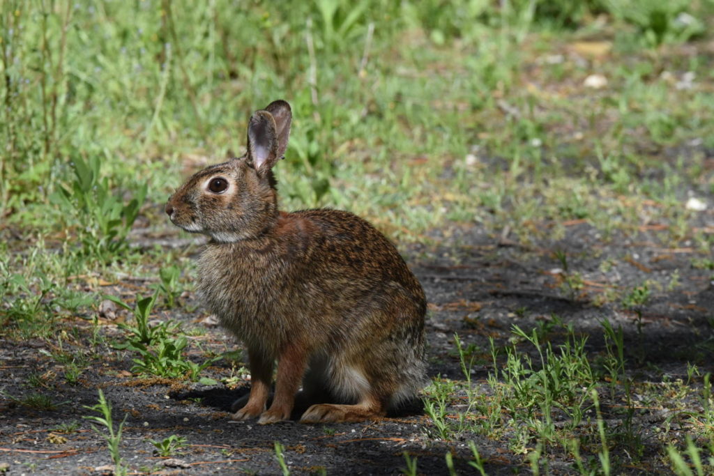 Eastern Cottontail (LL)