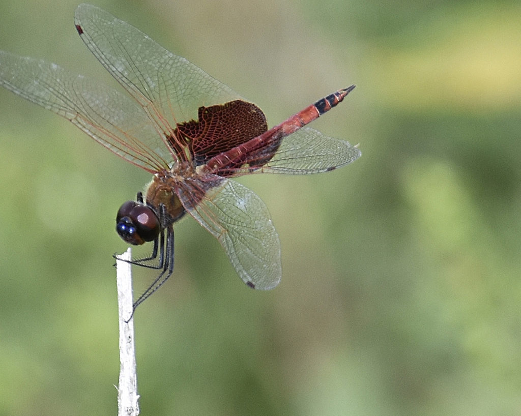 Red Saddlebags dragonfly (R. Koch)