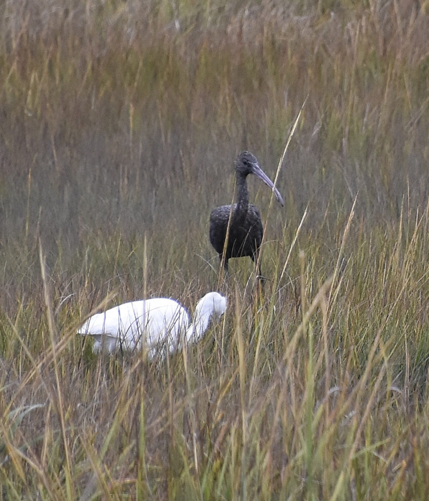 Ibis (sp.) and Snowy Egret