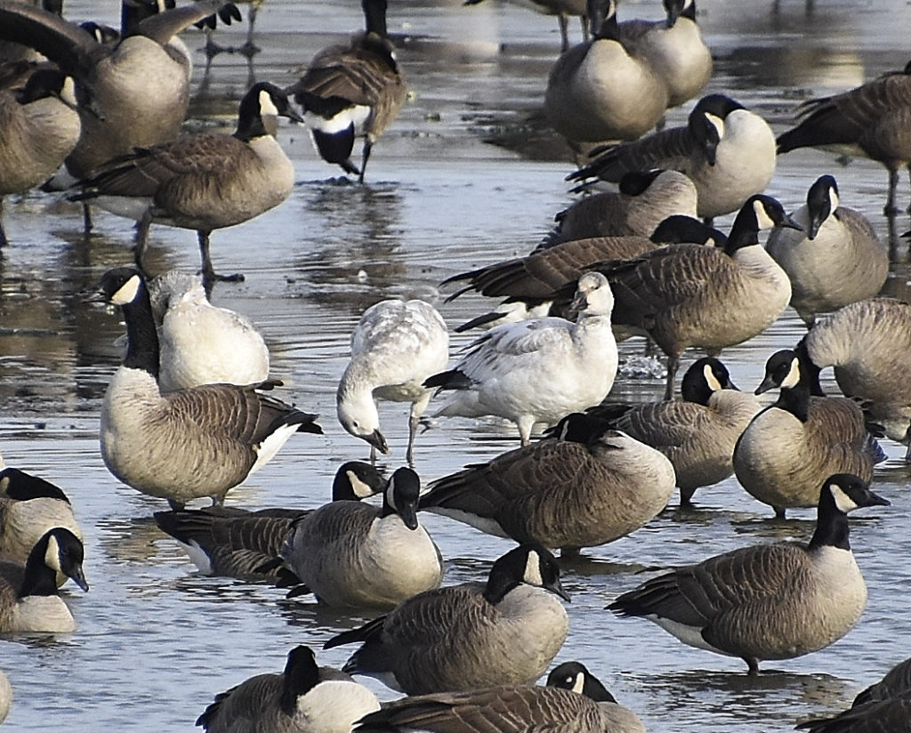 Canada and SnowGeese