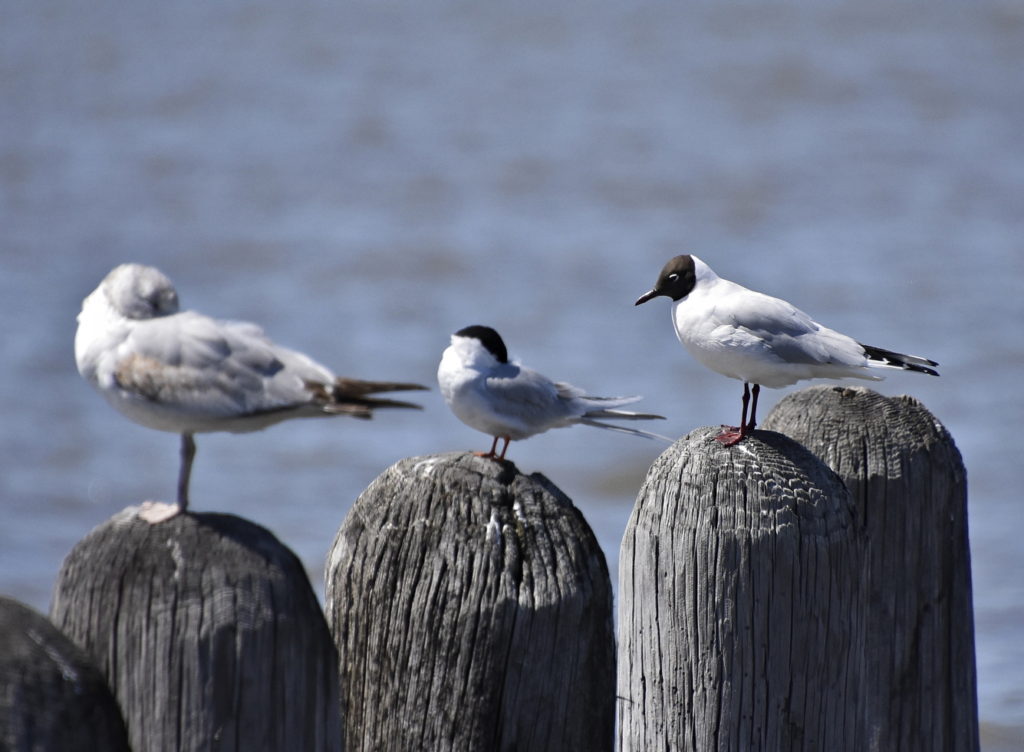 Common Tern and Black-headed Gull