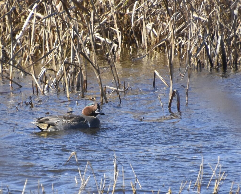 Green-winged Teal (RK)