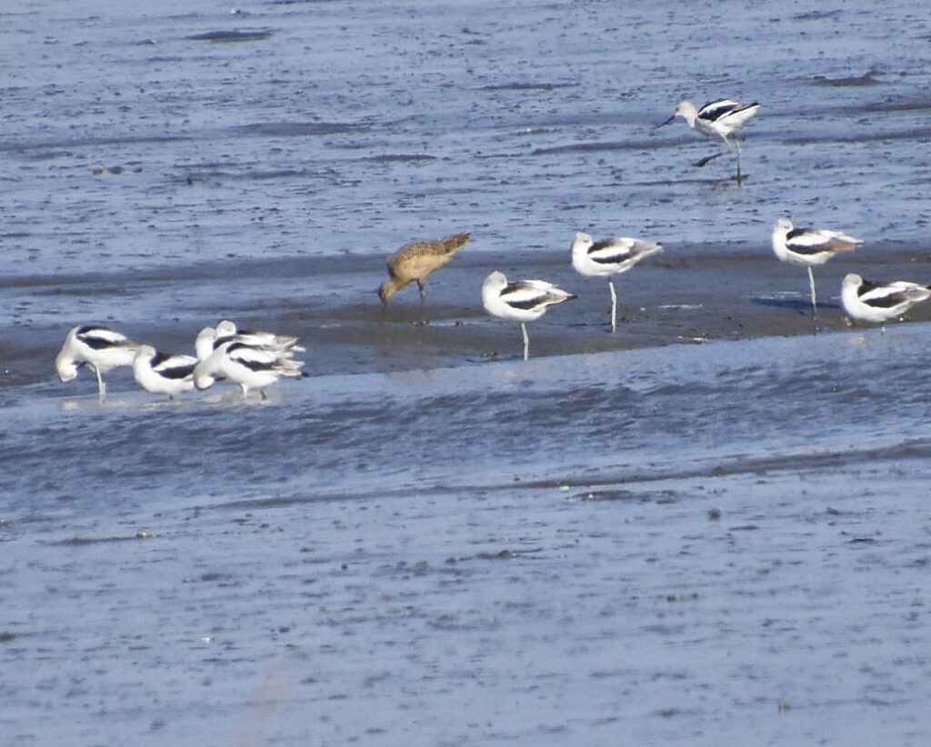 Avocets and Godwit