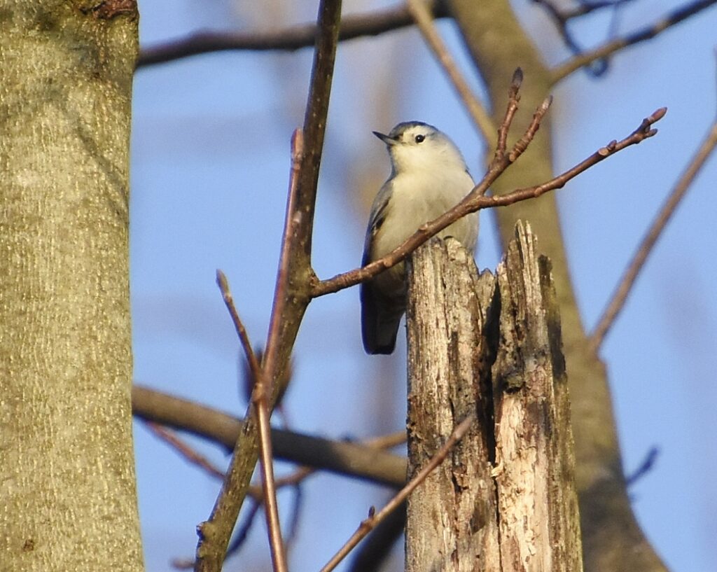 White-breasted Nuthatch