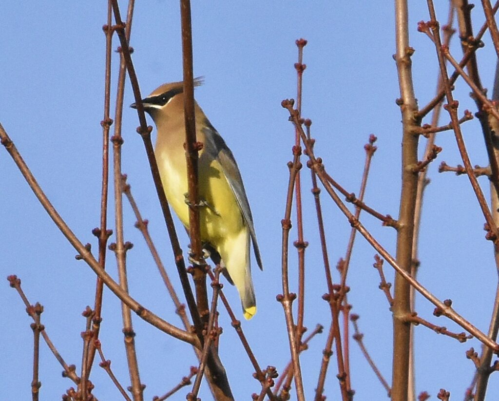 Cedar Waxwing