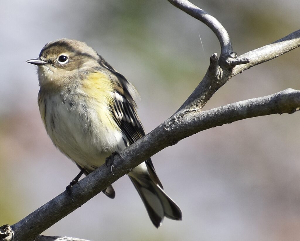 Myrtle Warbler