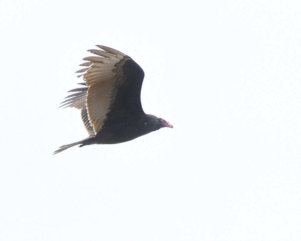 Turkey Vulture