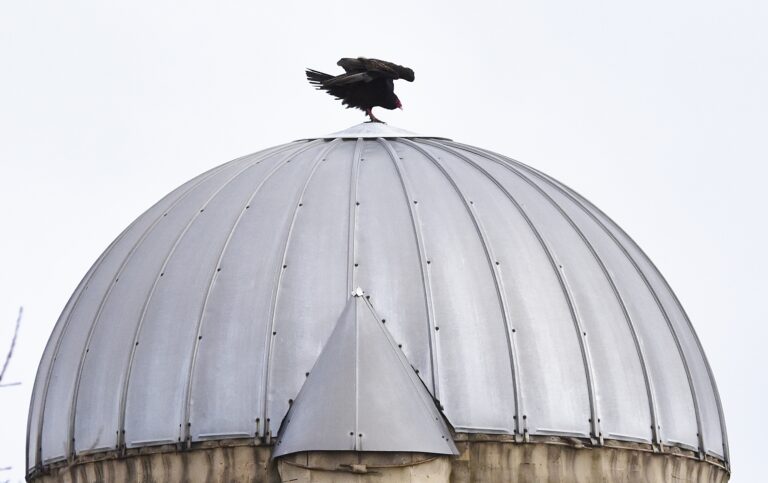 Turkey Vulture on silo