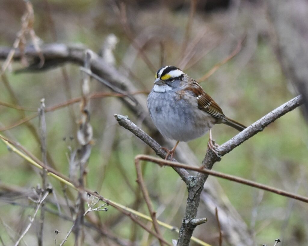 White-throated Sparrow