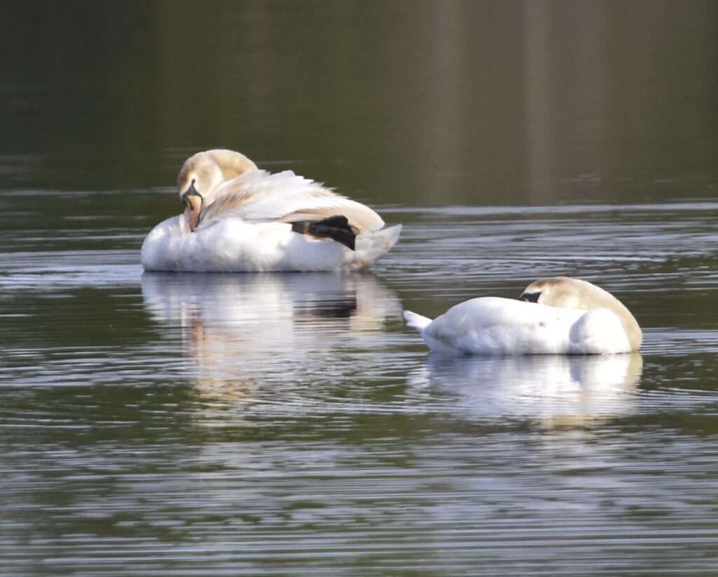 Mute Swans by R. Koch