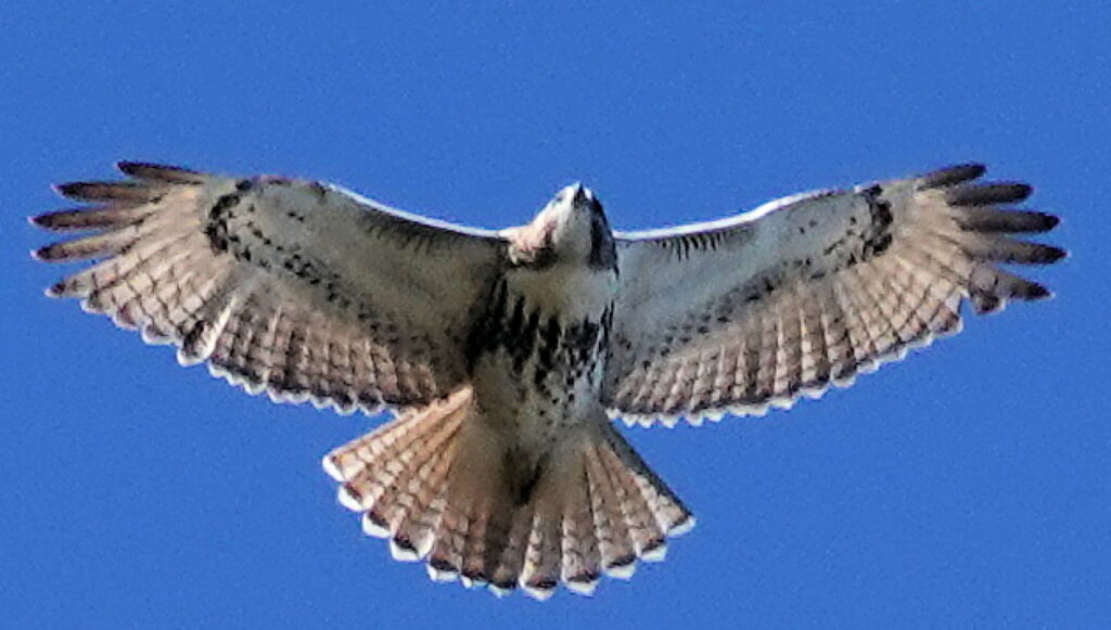 Red-tailed Hawk