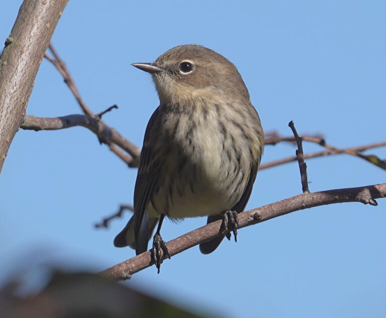 Myrtle Warbler