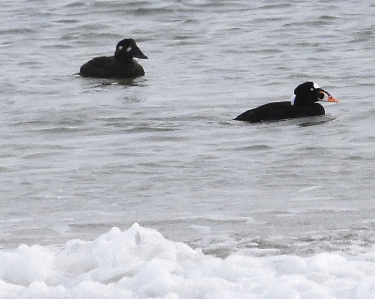 Surf Scoters