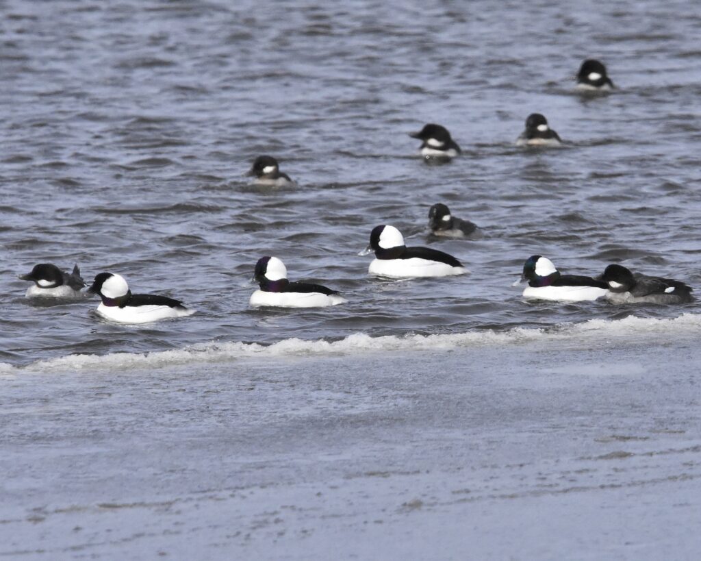 Buffleheads