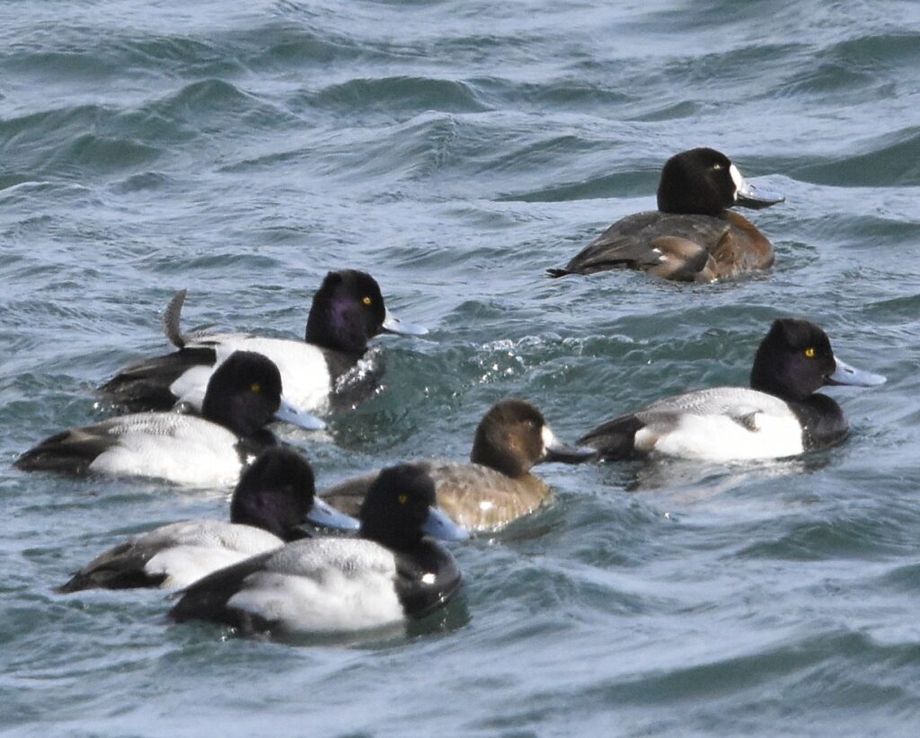 Scaup