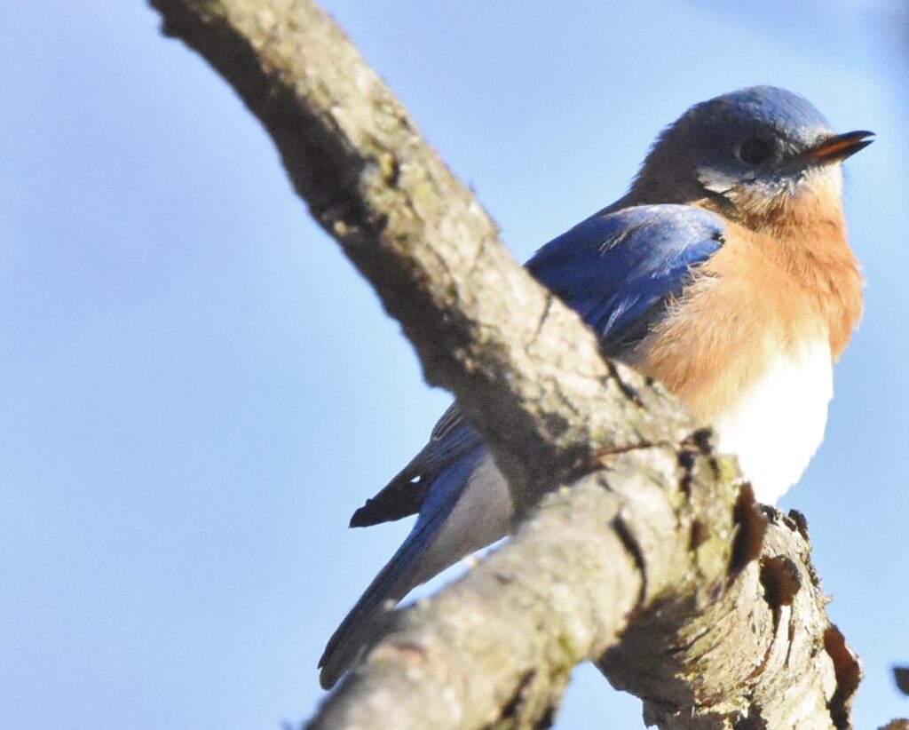 Eastern Bluebird