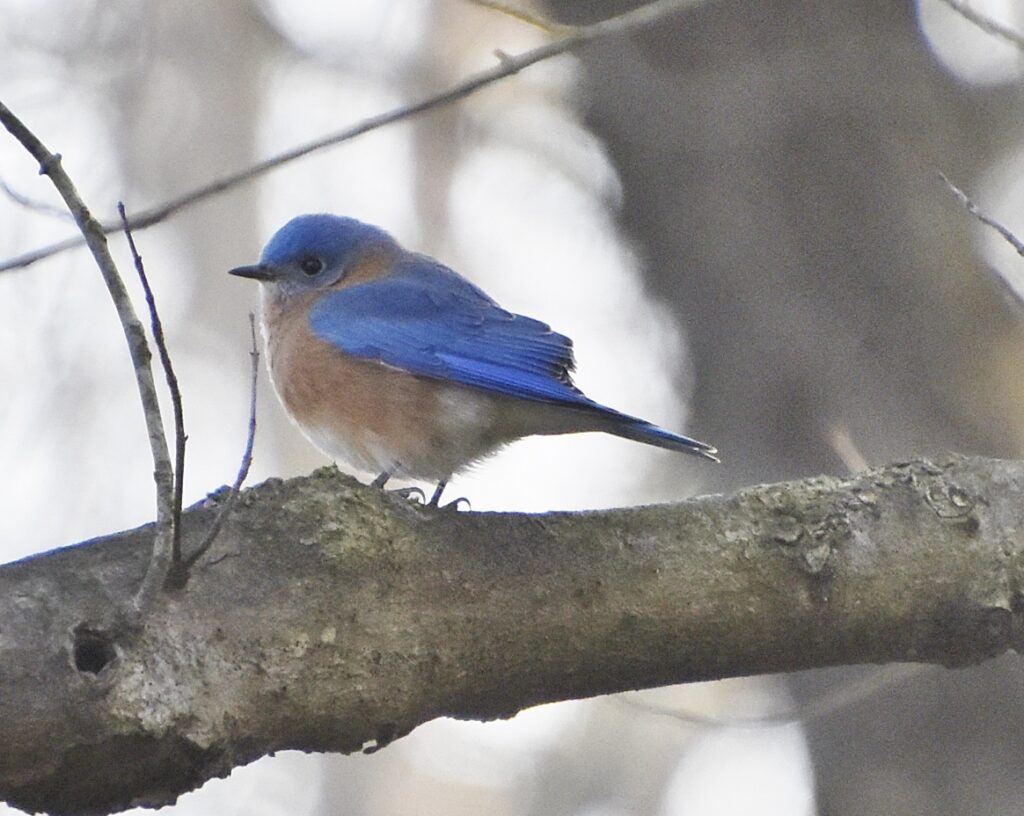 Eastern Bluebird