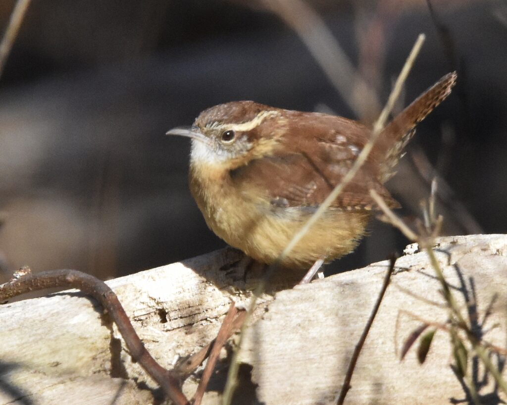 Carolina Wren