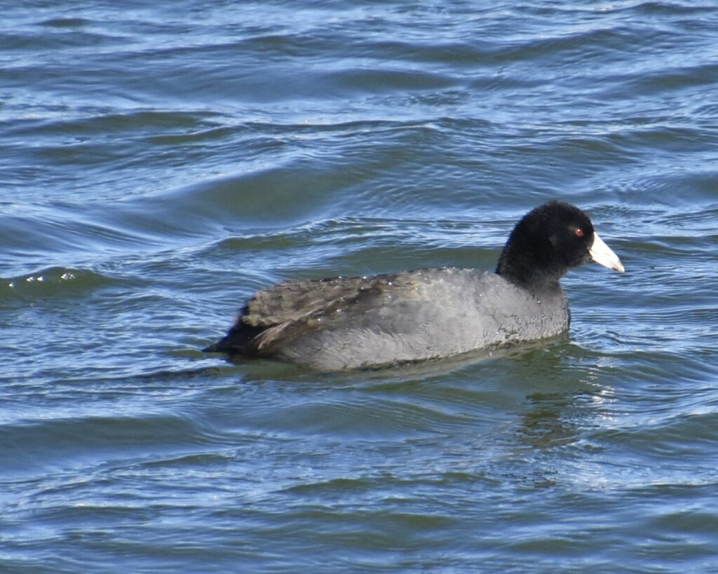 American Coot