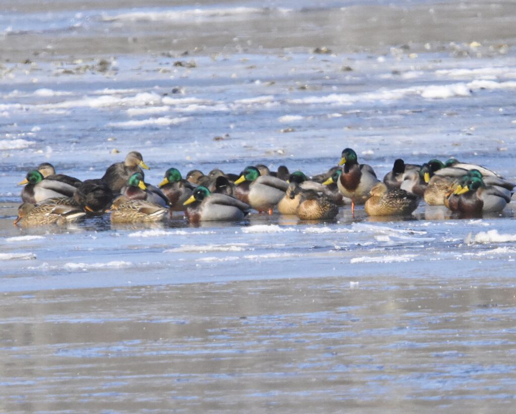 Mallard and Black Ducks