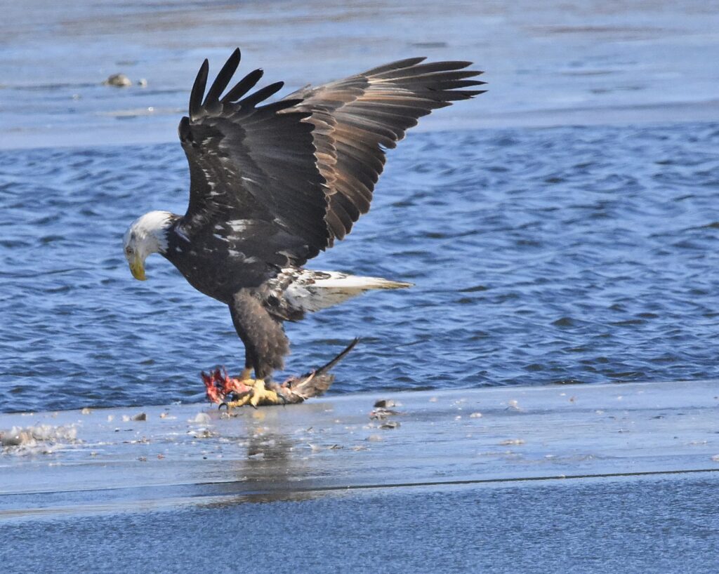 Bald Eagle