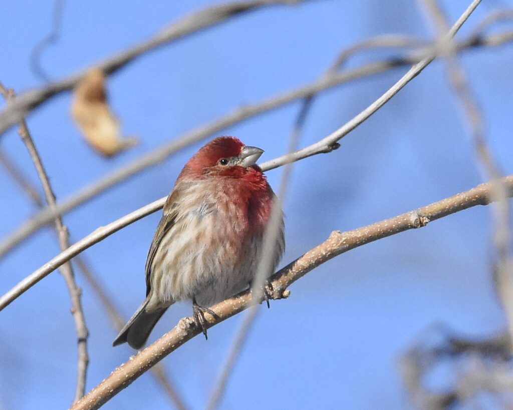 House Finch