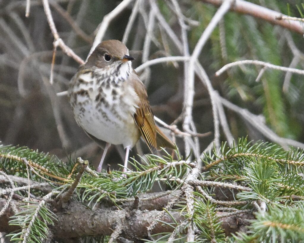 Hermit Thrush