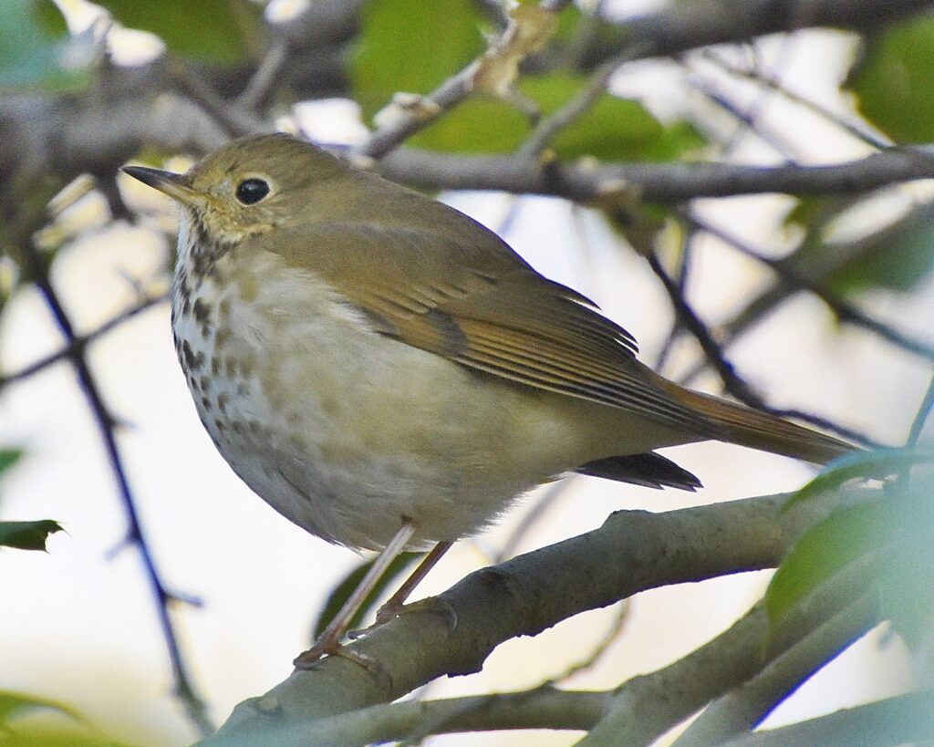 Hermit Thrush