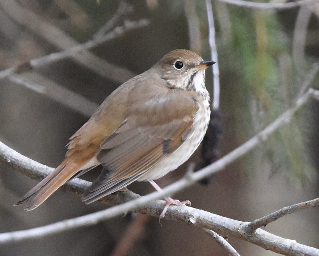 Hermit Thrush