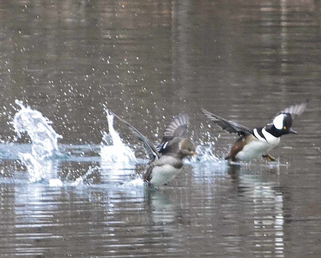 Hooded Mergansers taking off